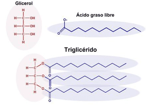 los triglicéridos, los enlaces de glicerol entre ácidos grasos son frágiles y si se rompen, los ácidos grasos quedarían libres sin encadenar con otros y se llaman por tanto ácidos grasos libres.