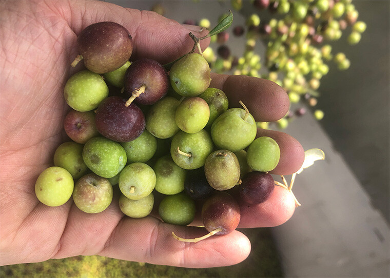 Aceitunas Oro del Desierto 2