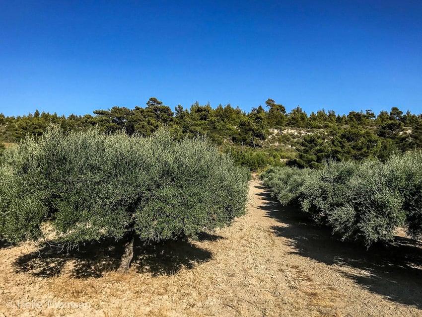 Andalucía sigue liderando el sector oleícola con sus exportaciones