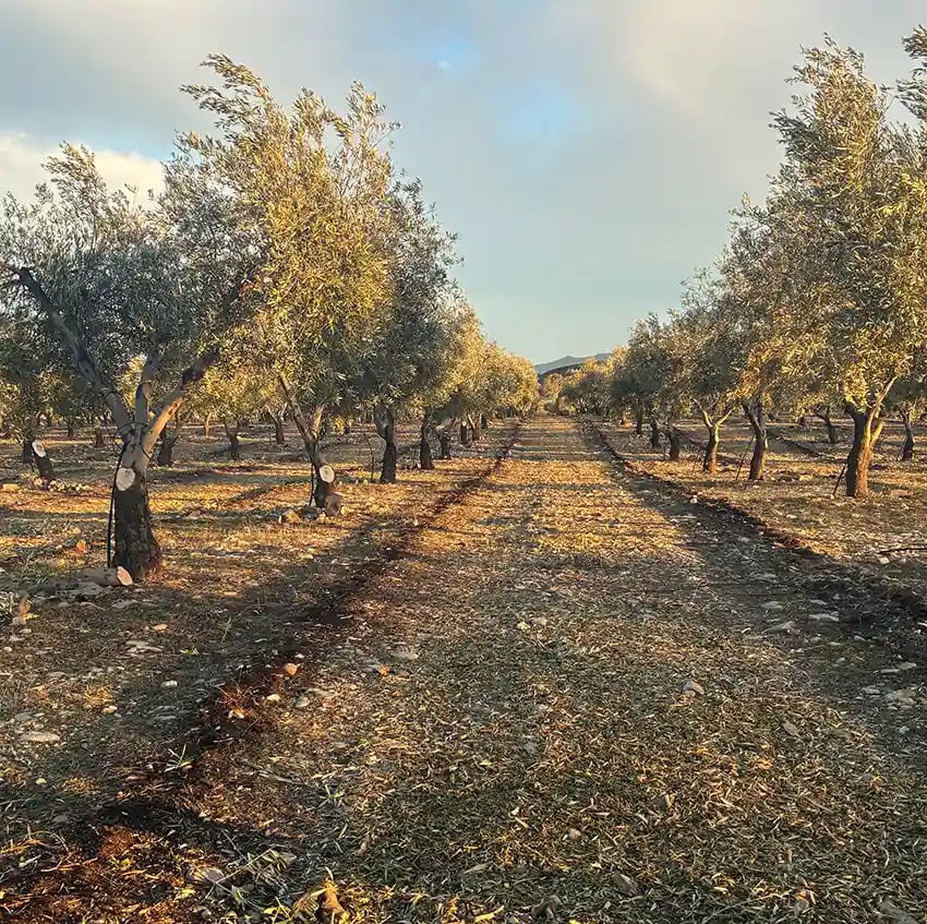 Poda del olivo en Oro del Desierto