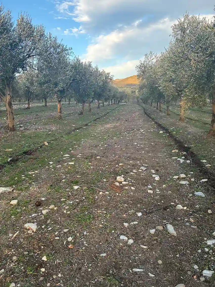 Poda del olivo en Oro del Desierto