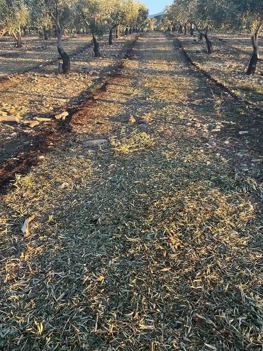Poda del olivo en Oro del Desierto