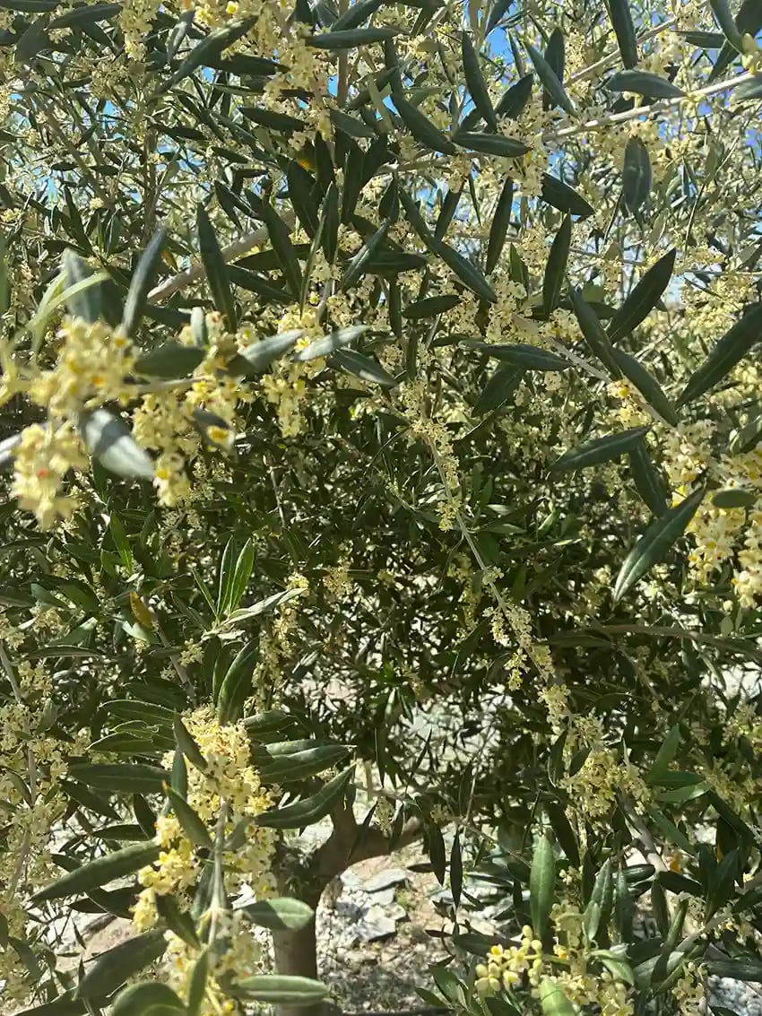 Floración del olivar Oro del Desierto en Tabernas
