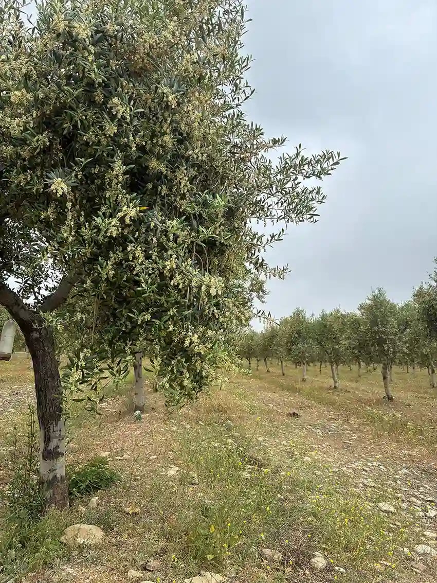 Floracion del olivar