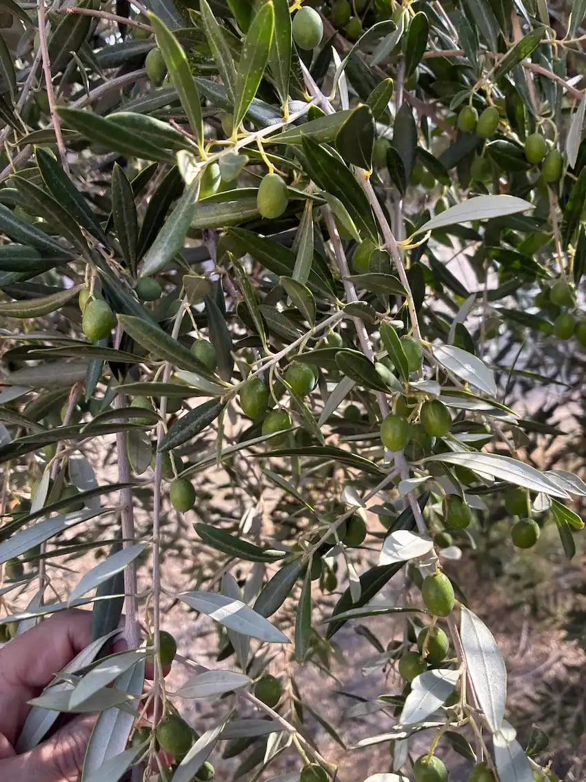 Julio y Agosto en el olivar - Oro del Desierto