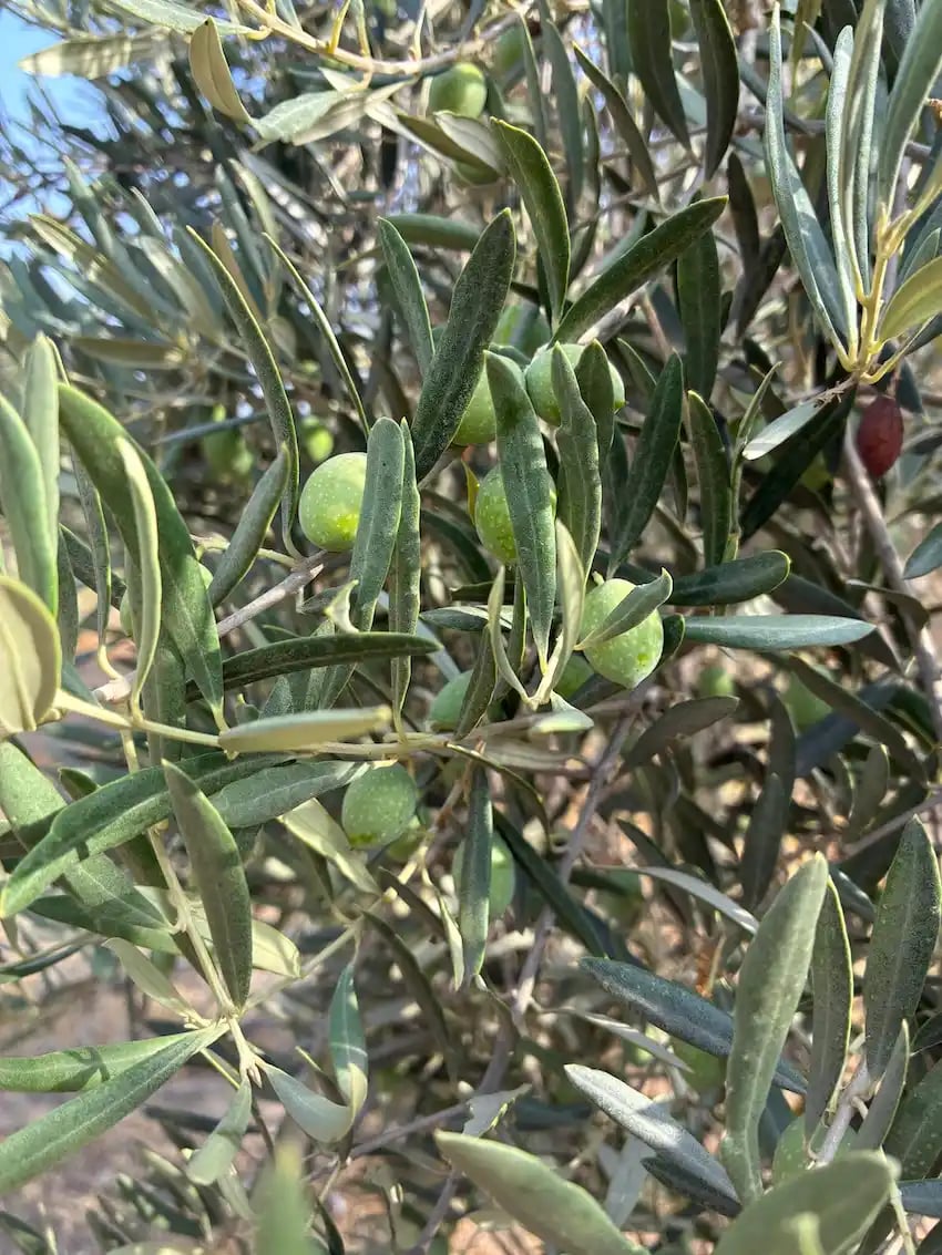 Julio y Agosto en el olivar Oro del Desierto