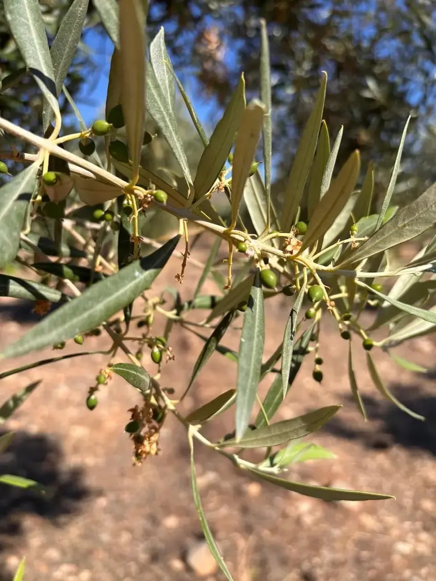 Junio en el olivar comienza el endurecimiento del hueso de aceituna