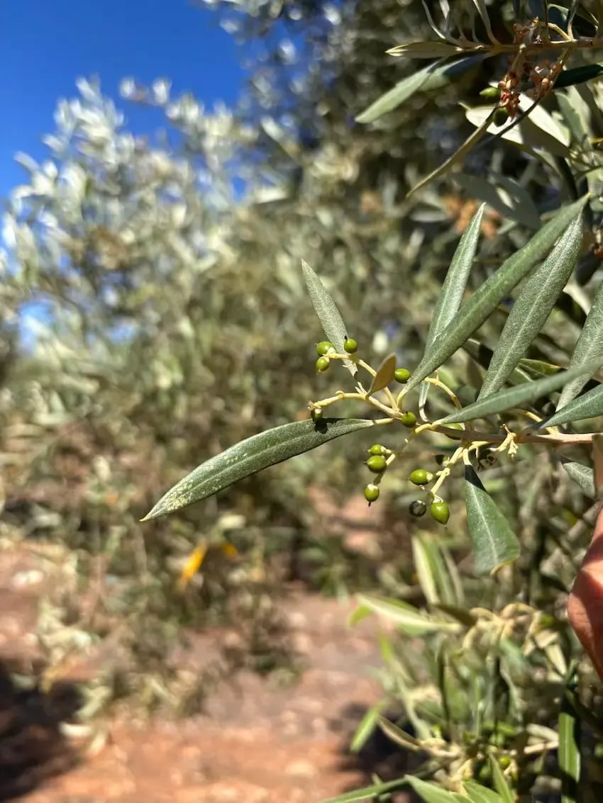 Junio en el olivar comienza el endurecimiento del hueso de aceituna