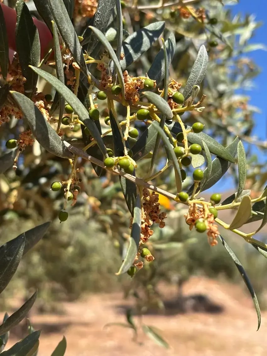 Junio en el olivar comienza el endurecimiento del hueso de aceituna