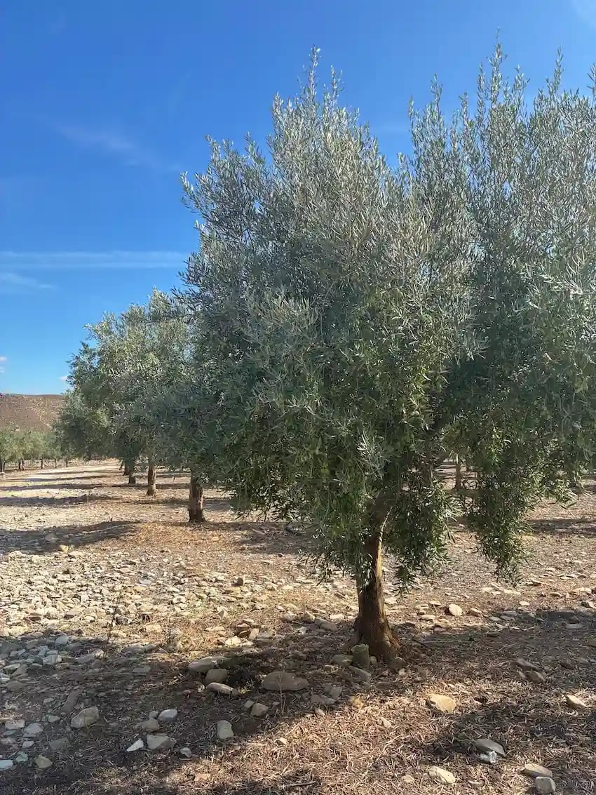 Primer mes de cosecha 2026/27 en Oro del Desierto