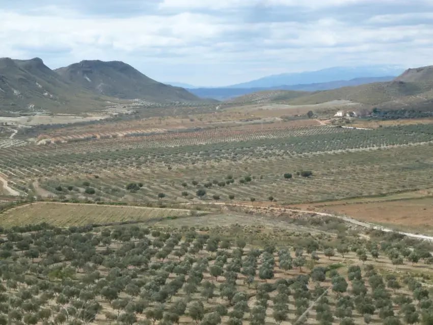 Suelo del olivar - Oro del Desierto
