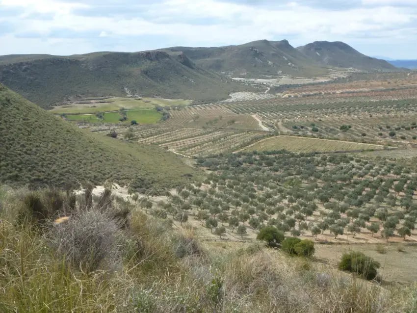Suelo del olivar y valle - Oro del Desierto