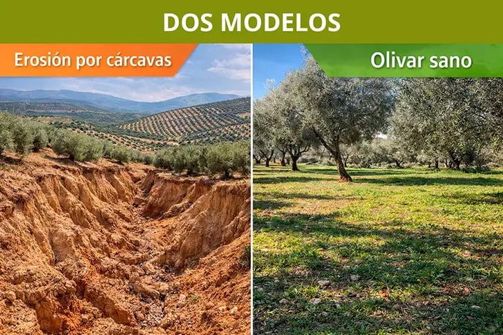 Erosion olivar andaluz - Dos modelos