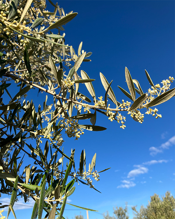 Floración olivar