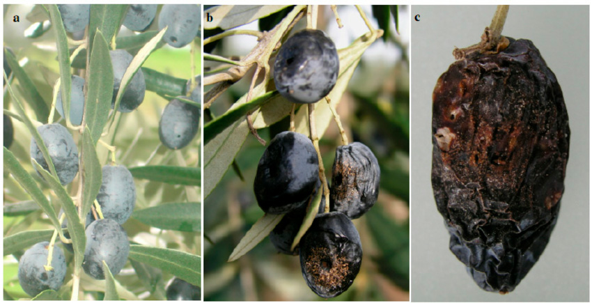Olive-fruits-infected-by-Colletotrichum-acutatum-a-Olive-fruits-without-pathogen OK