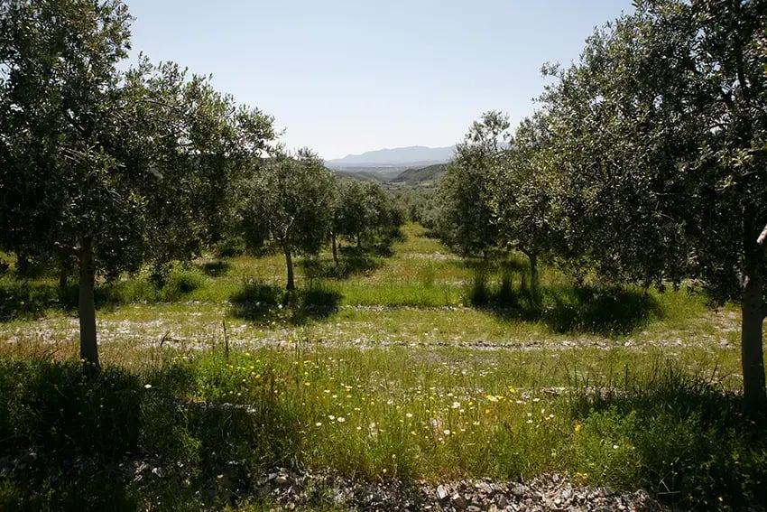 Oro del Desierto - AOVE Tabernas