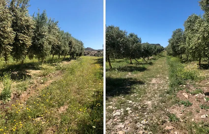 Oro del Desierto - AOVE olivar