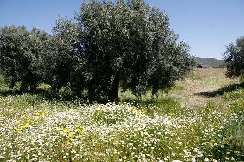 Oro del Desierto - AOVE