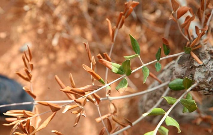 Xylella