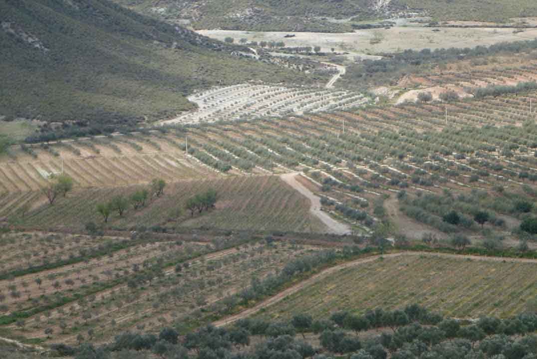 aceite-oliva-desierto