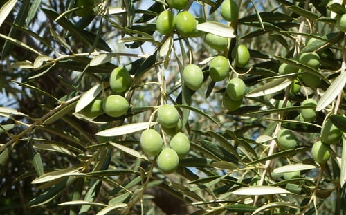 aceituna lechin