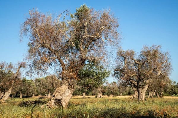 depositphotos_378817382-stock-photo-infested-olive-trees-bacterium-xylella