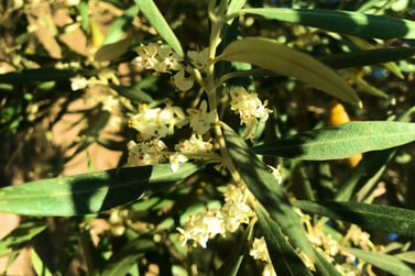 flores-olivae