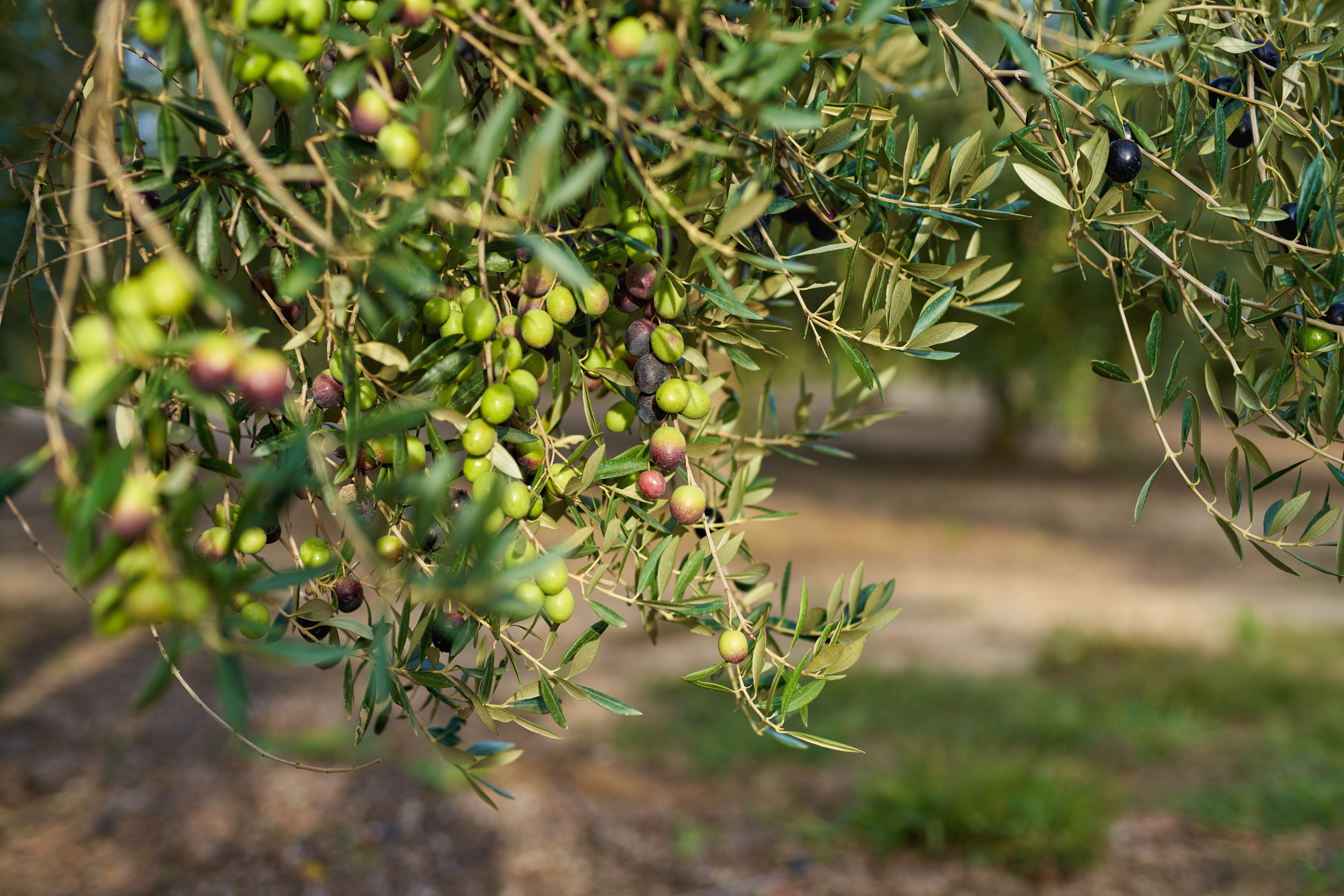olive-fruits-on-branchfruits-grown-on-the-olive-tree