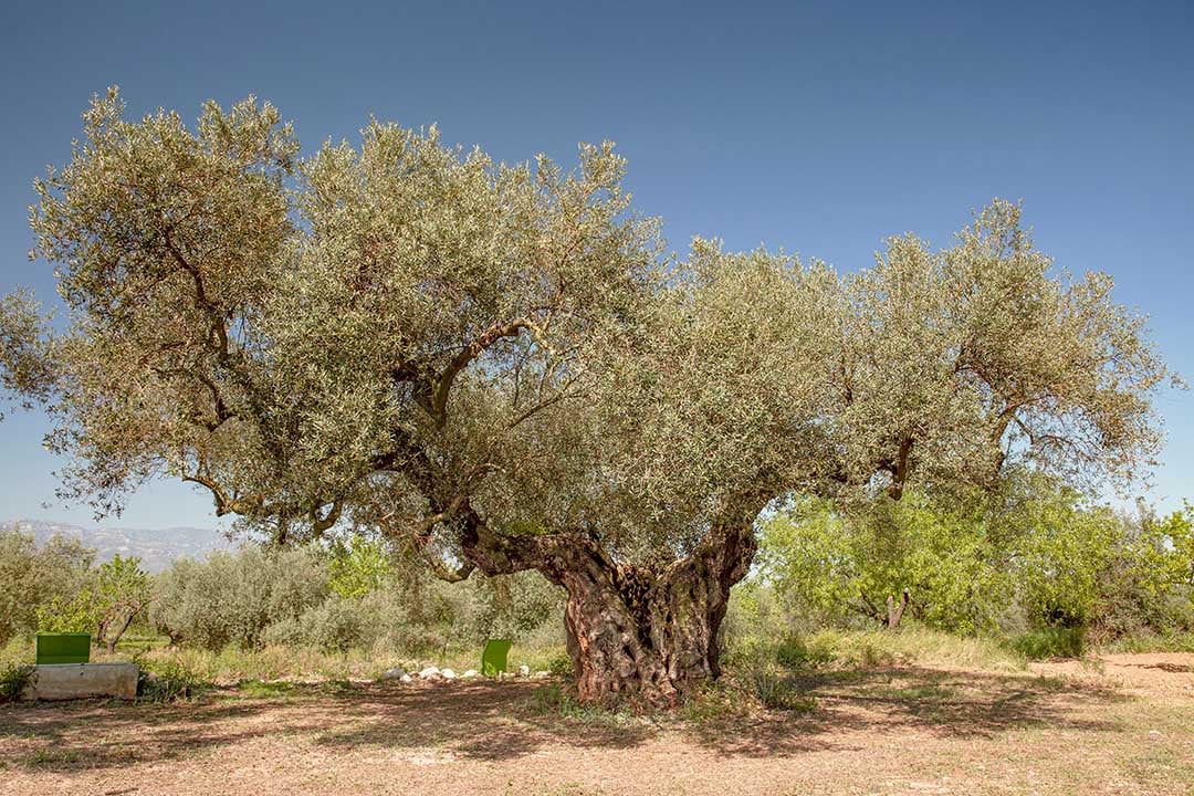 olivo-monumental-tarragona-aemo