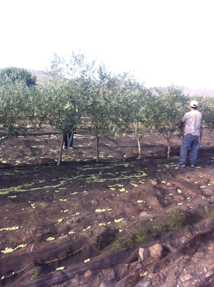 recogida arbequina pequeños 2013 - 2