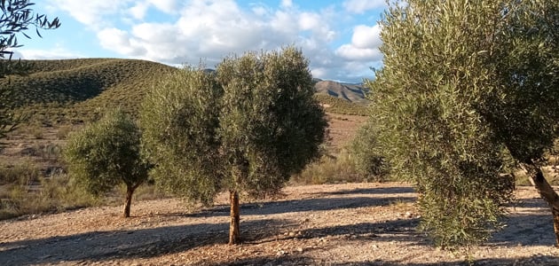 Transforman residuos de papel en una solución sostenible para recuperar suelos áridos - Oro del Desierto